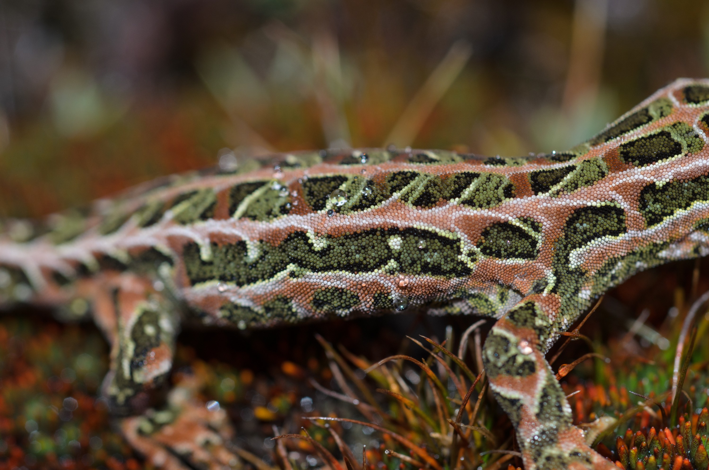 DSC_3026 – Adventure, Crispin, Hoplodactylus, Island, March 2017, National Park, New, New Zealand, Rakiura, South, Stewart, Tukutuku rakiurae, Zealand, amazing, gecko, harlequin gecko, rare, stunning